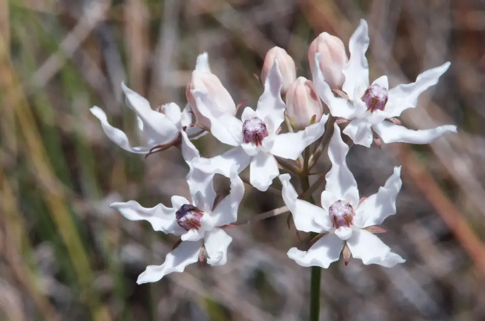 Florida Milkweed (Asclepias feayi)