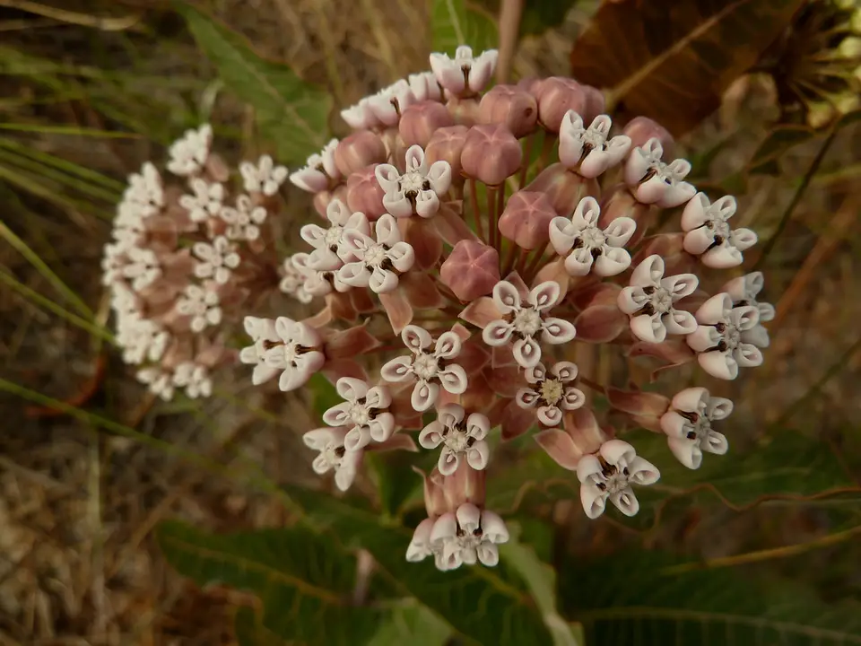 Sandhill Milkweed (Asclepias humistrata)