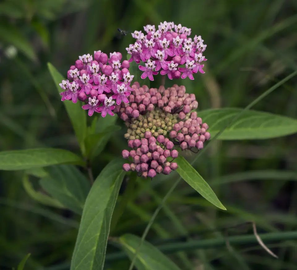 Rose Milkweed (Asclepias incarnata)