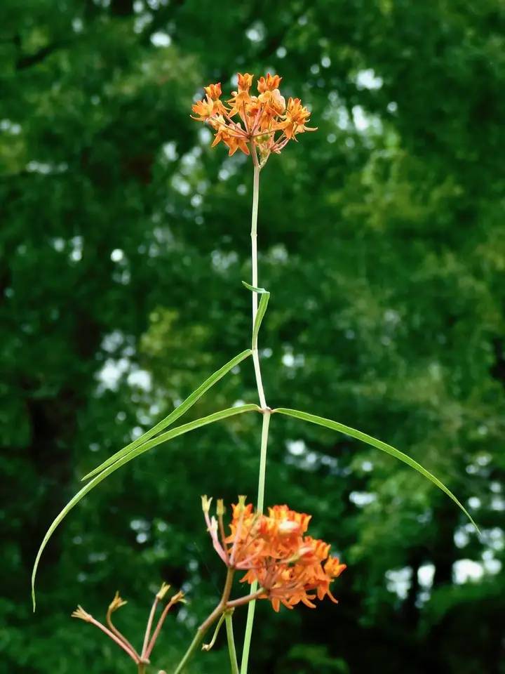 Fewflower Milkweed (Asclepias lanceolata)
