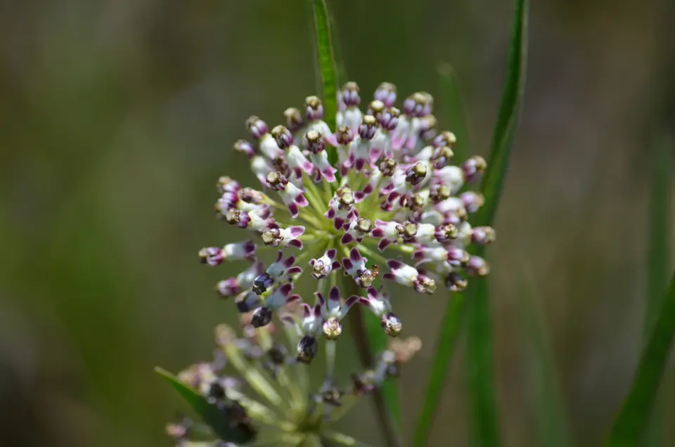 Longleaf Milkweed (Asclepias longifolia)