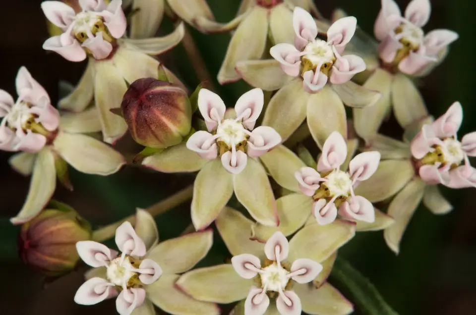Michaux's Milkweed (Asclepias michauxii)