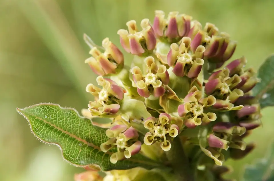 Pineland Milkweed (Asclepias obovata)