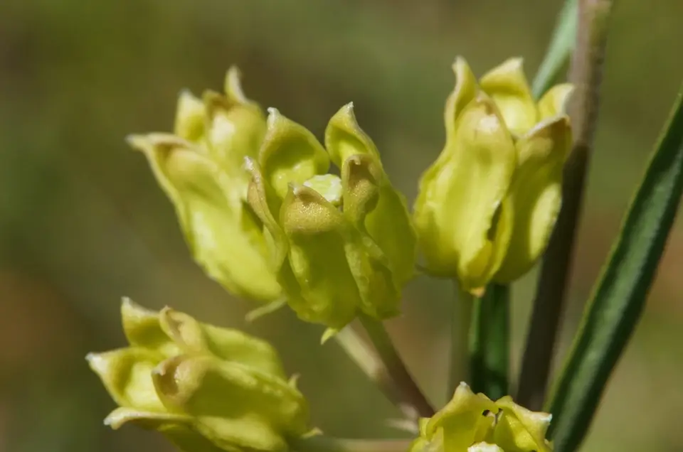 Savannah Milkweed (Asclepias pedicellata)