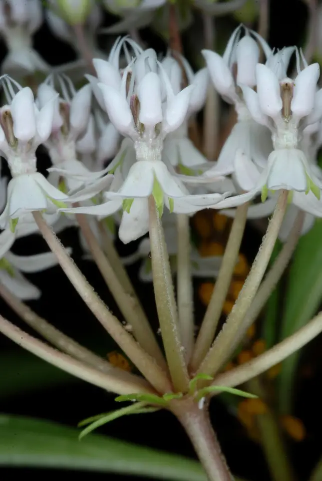 Aquatic Milkweed (Asclepias perennis)