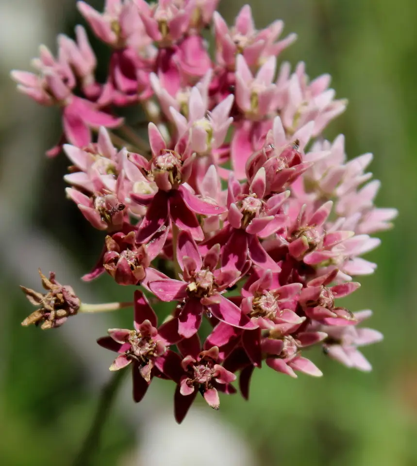 Red Milkweed (Asclepias rubra)