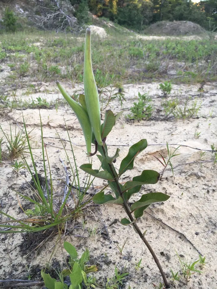 Velvet-Leaf Milkweed (Asclepias tomentosa)