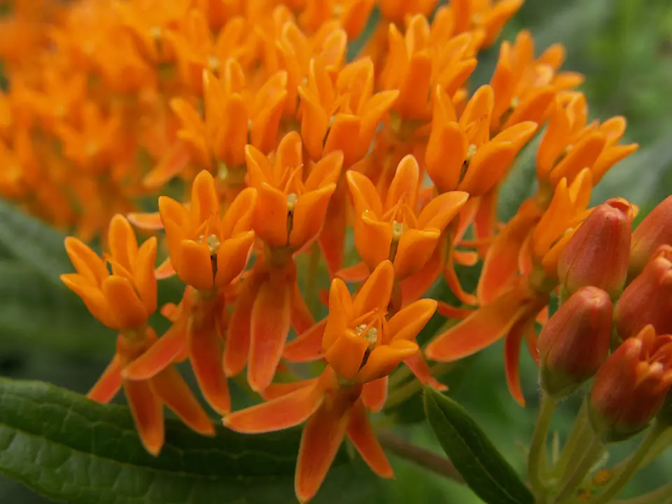 Butterfly Milkweed (Asclepias tuberosa)