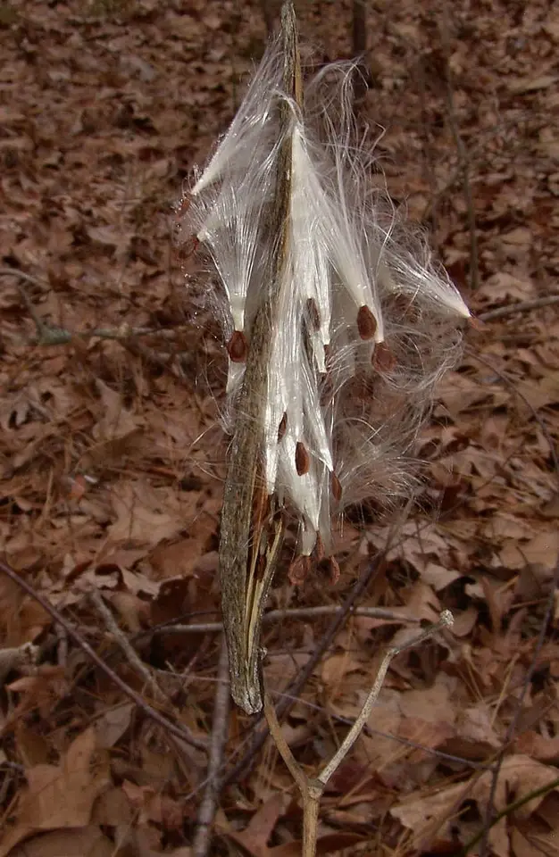 Redring Milkweed (Asclepias variegata)