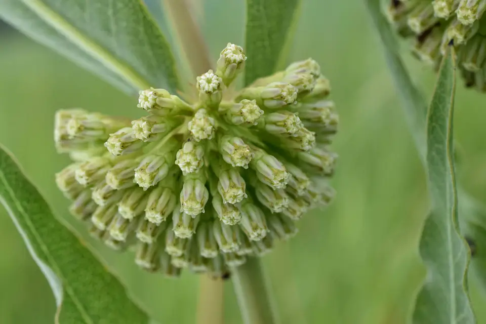 Green Comet Milkweed (Asclepias viridiflora)