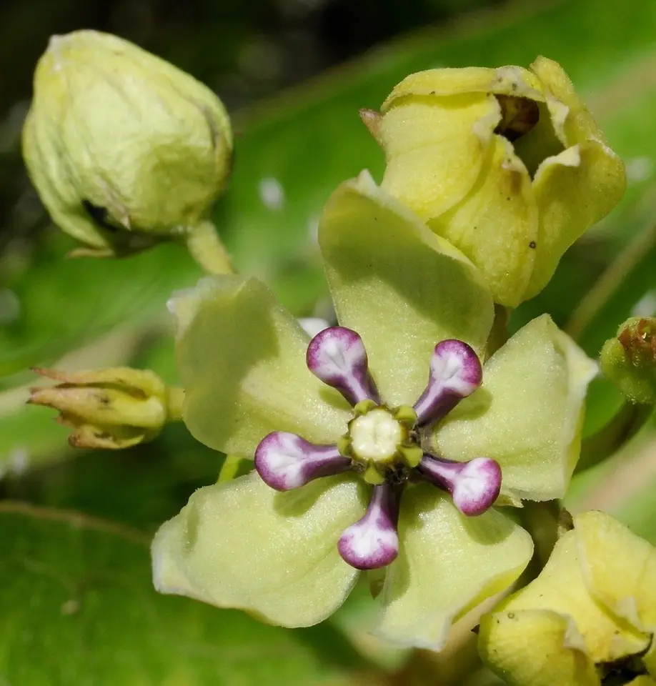 Green Milkweed (Asclepias viridis)