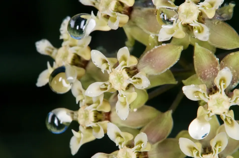 Southern Milkweed (Asclepias viridula)