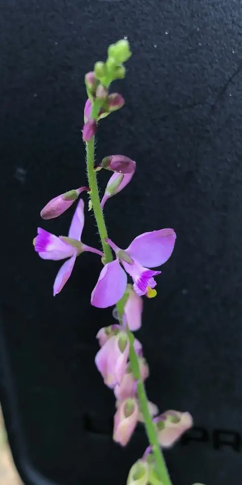 Showy Milkwort (Asemeia grandiflora)