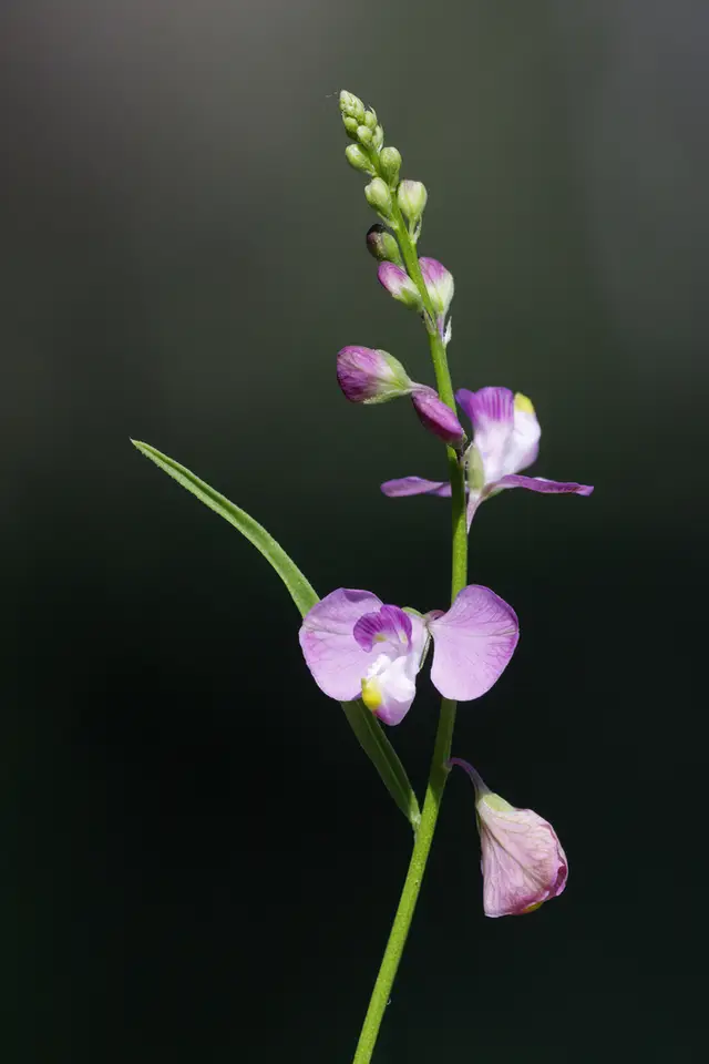 Showy Milkwort (Asemeia violacea)