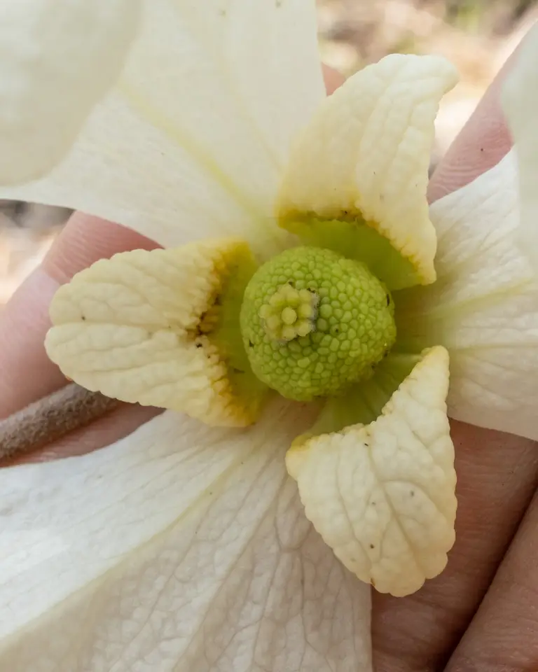 Woolly Pawpaw (Asimina incana)
