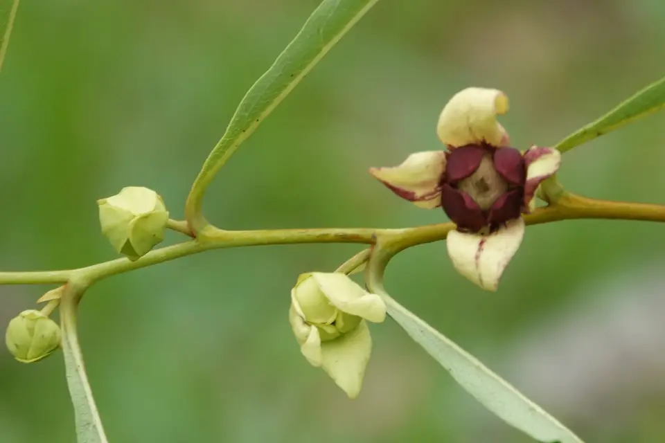 Manasota Pawpaw (Asimina manasota)