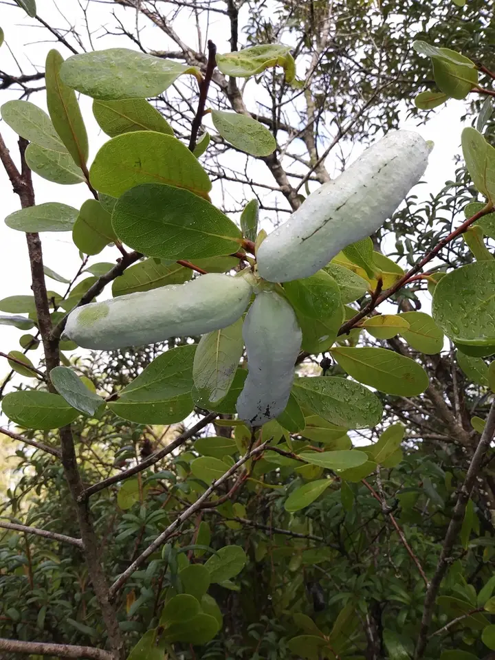 Flag-Pawpaw (Asimina obovata)