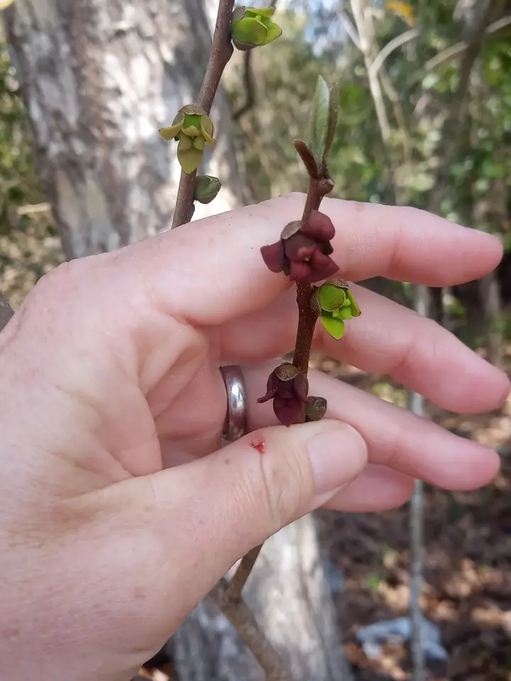 Small-Flower Pawpaw (Asimina parviflora)