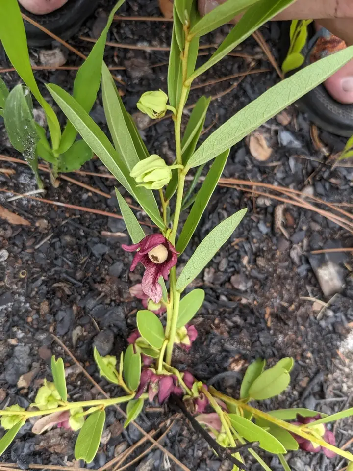 Dwarf Pawpaw (Asimina pygmaea)