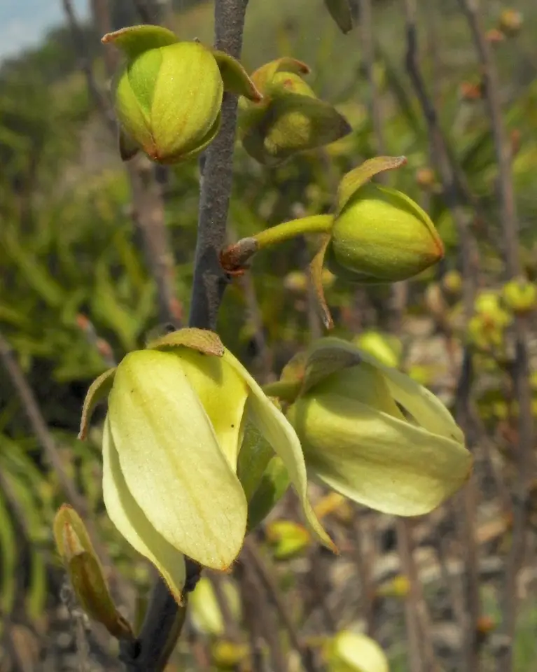 Netted Pawpaw (Asimina reticulata)