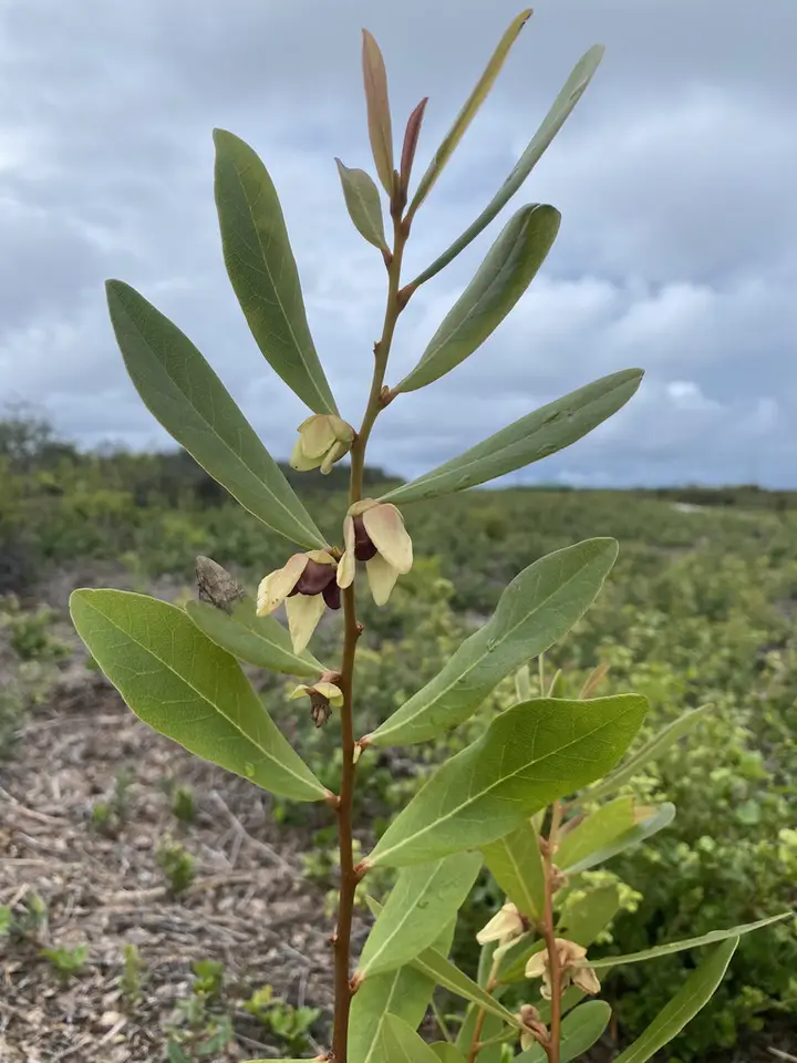 Four-Petal Pawpaw (Asimina tetramera)