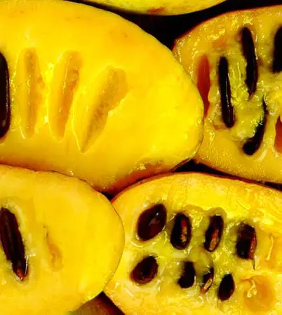 Common Pawpaw (Asimina triloba)