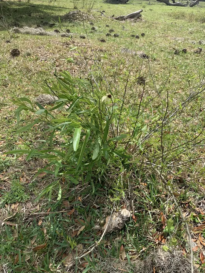 Asimina × bethanyensis (Asimina × bethanyensis)