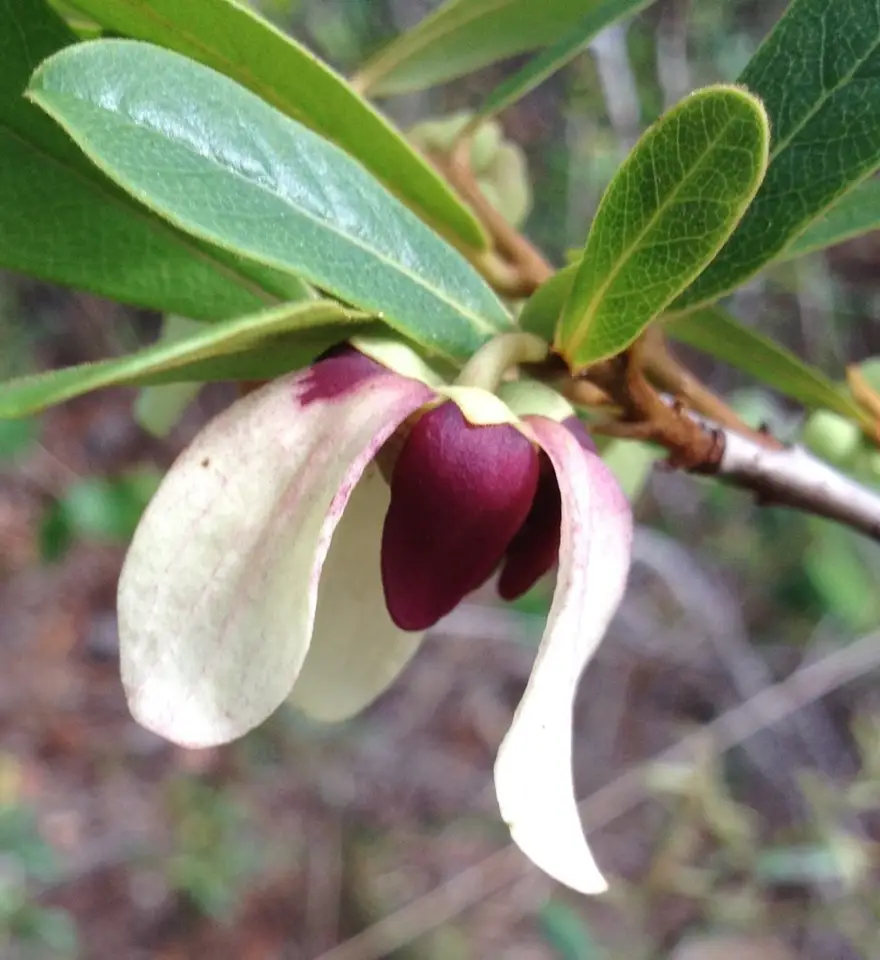 Asimina × colorata (Asimina × colorata)