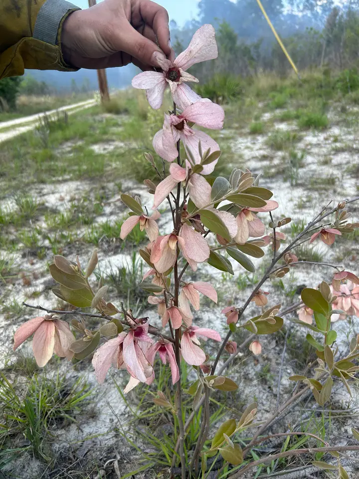 Asimina × kralii (Asimina × kralii)