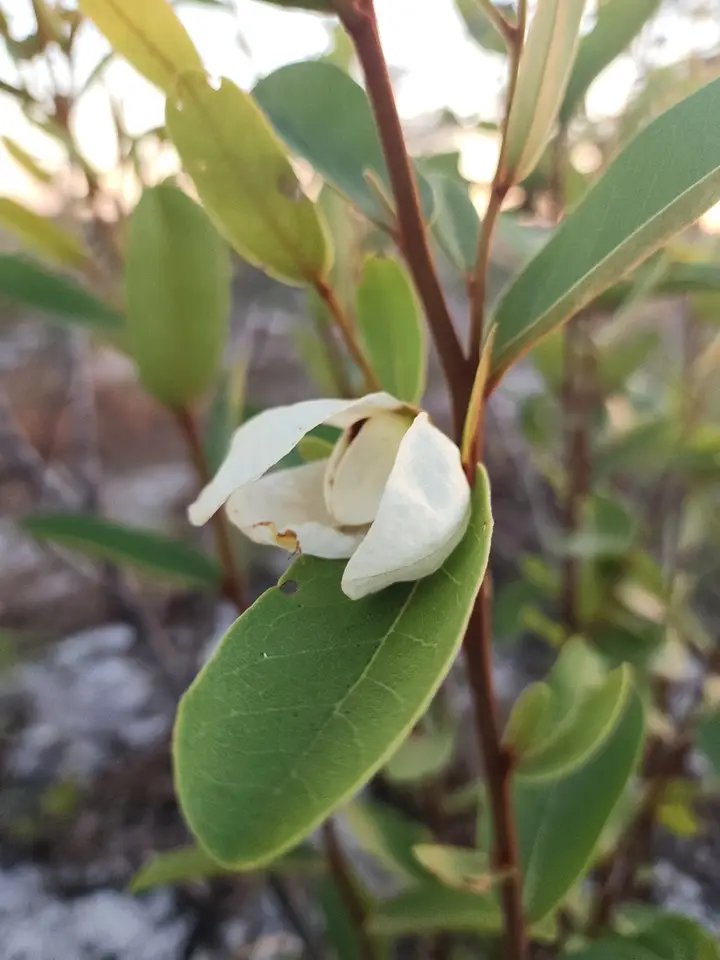 Asimina × oboreticulata (Asimina × oboreticulata)