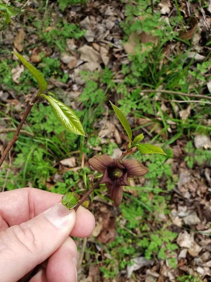 Asimina × piedmontana (Asimina × piedmontana)