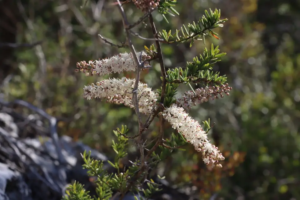 African Asparagus (Asparagus aethiopicus)