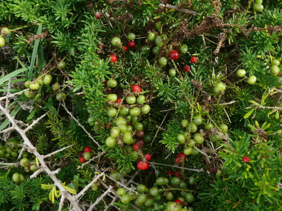 Sprenger's Asparagus (Asparagus densiflorus)