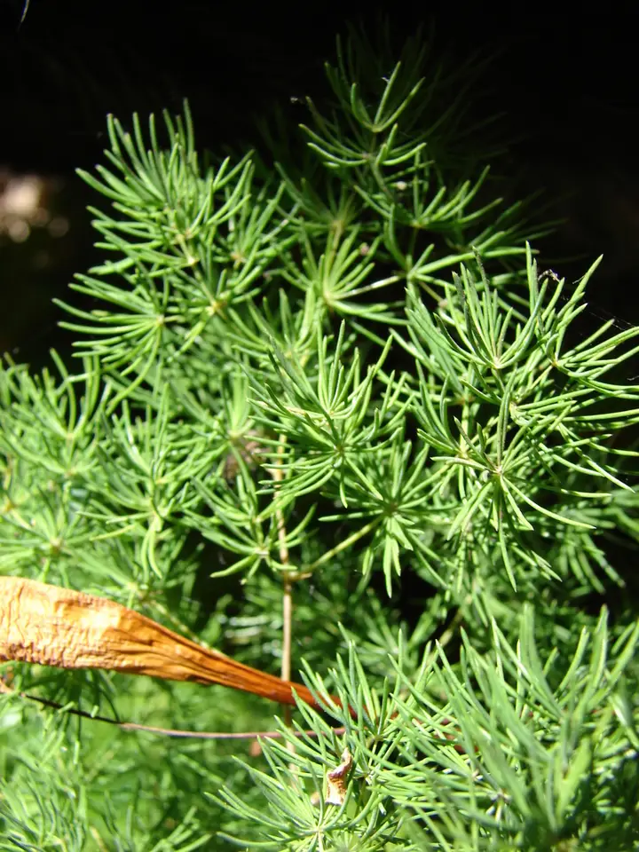 Ming Asparagus (Asparagus macowanii)