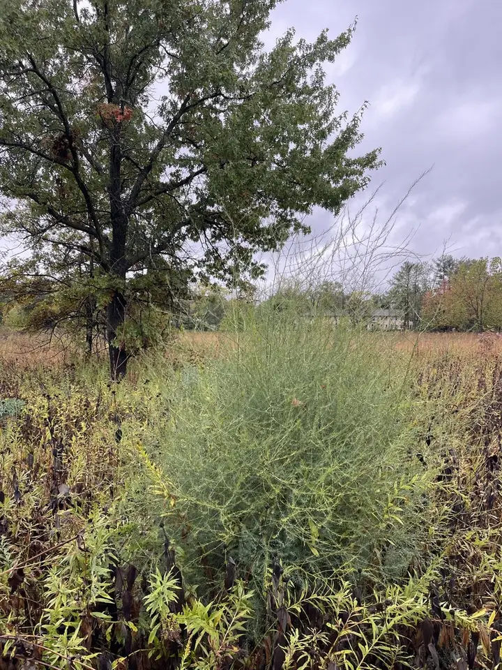 Wild Asparagus (Asparagus officinalis)