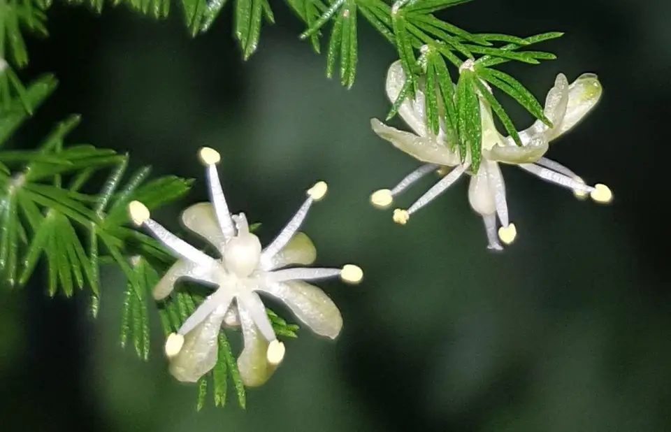 Common Asparagus Fern (Asparagus setaceus)