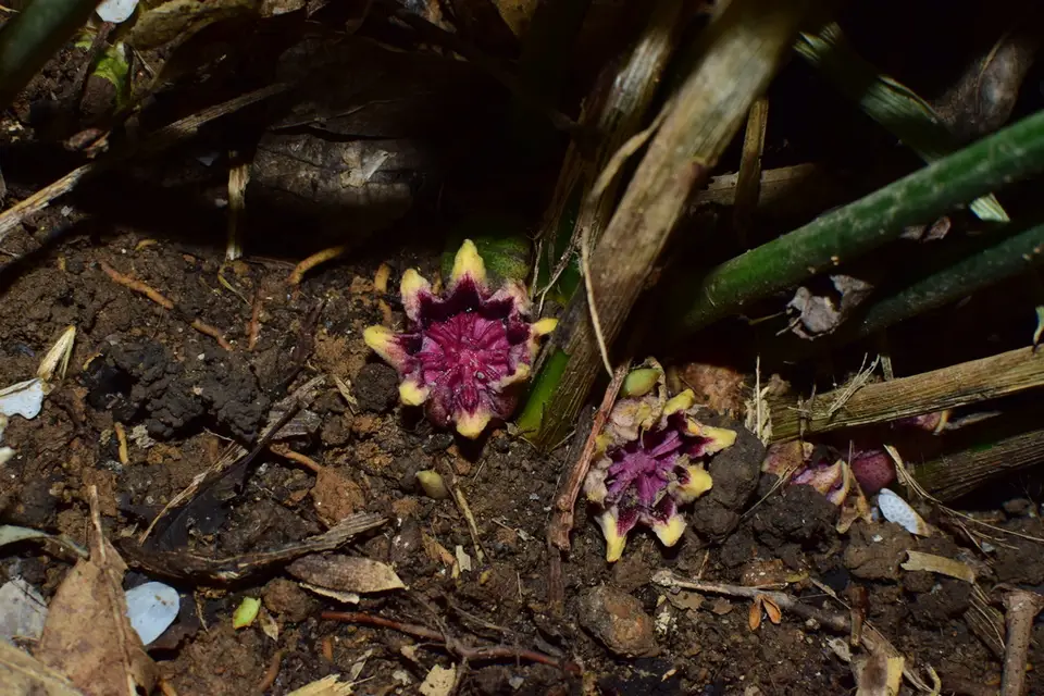 Cast-Iron Plant (Aspidistra elatior)