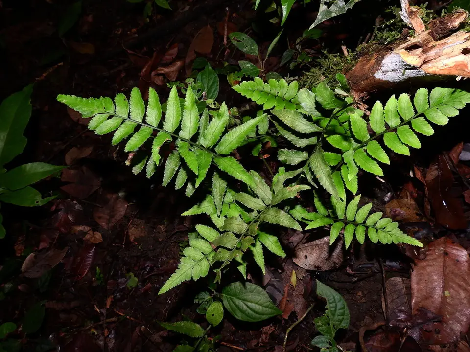 Abscised Spleenwort (Asplenium abscissum)