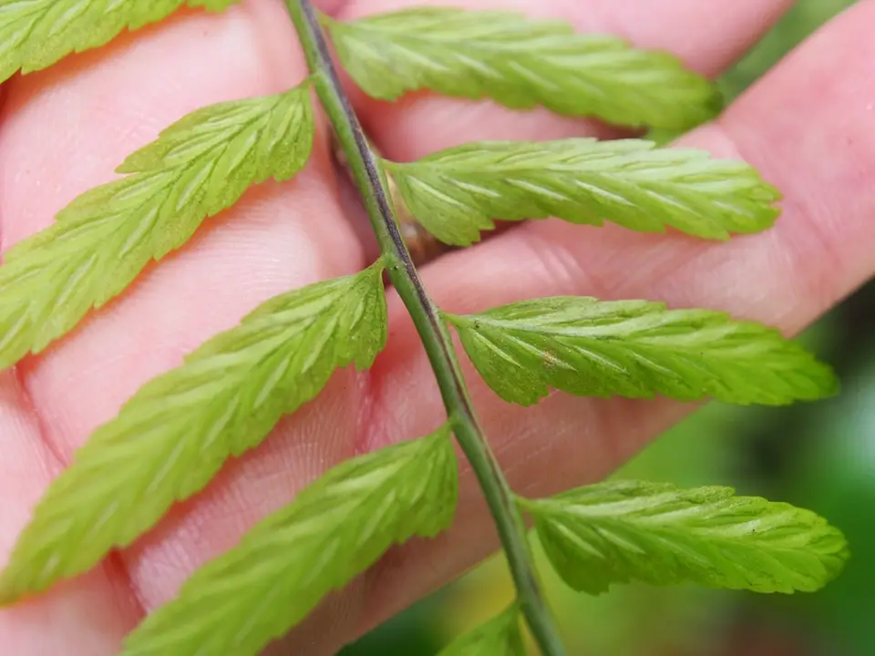 Eared Spleenwort (Asplenium auritum)
