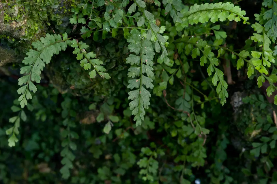 Biscayne Spleenwort (Asplenium biscaynianum)