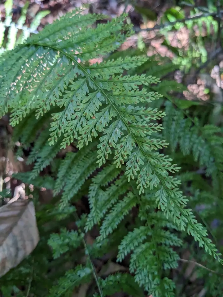 Parsley Spleenwort (Asplenium cristatum)