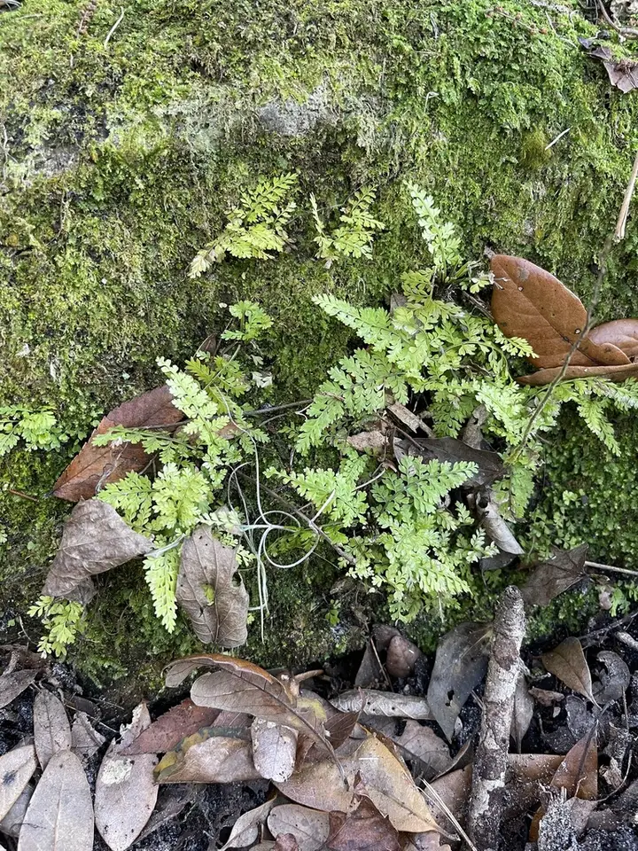 Curtiss's Spleenwort (Asplenium curtissii)
