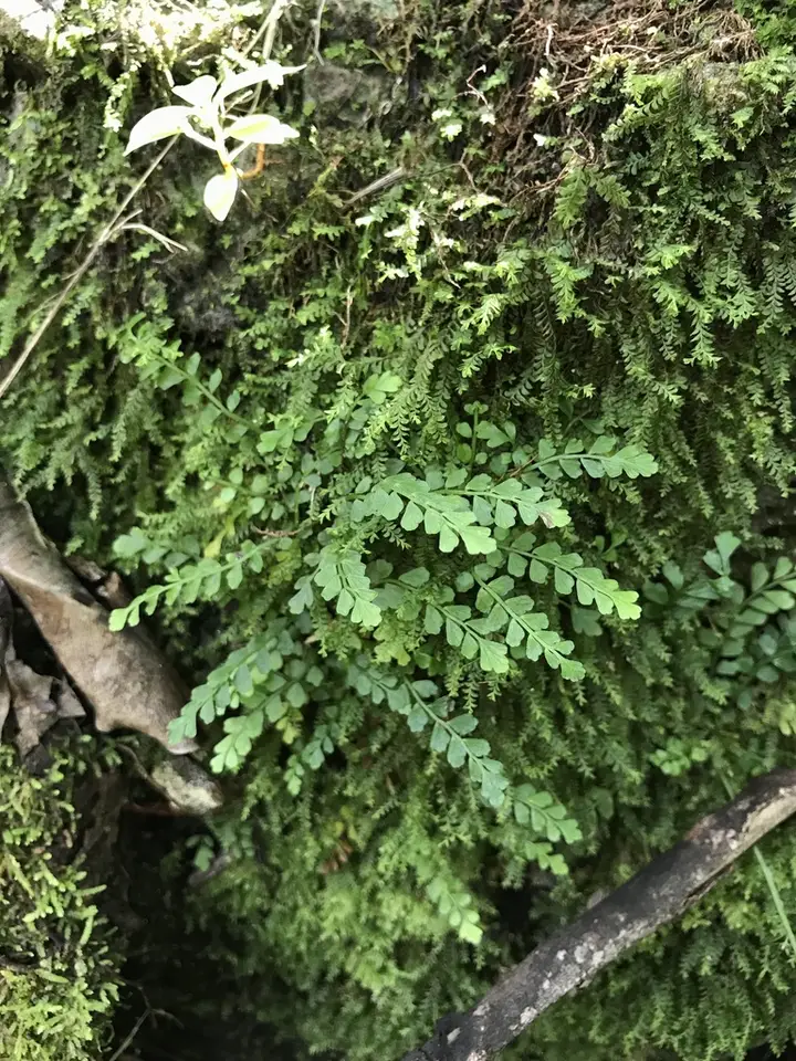 Toothed Spleenwort (Asplenium dentatum)