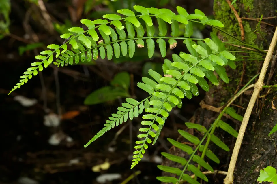 Auricled Spleenwort (Asplenium erosum)