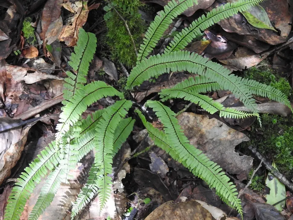 Varicolored Spleenwort (Asplenium heterochroum)