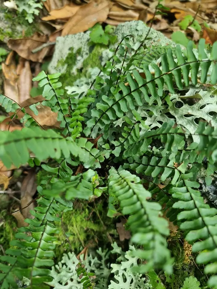 Single-Sorus Spleenwort (Asplenium monanthes)