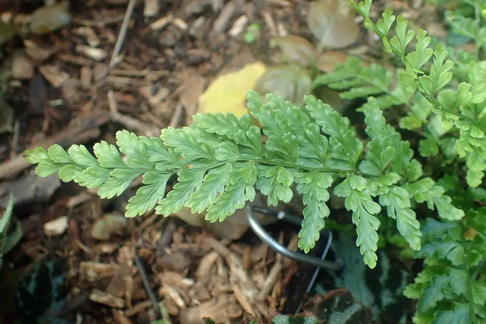 Ruffled Spleenwort (Asplenium plenum)