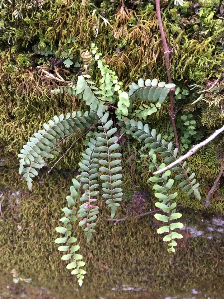 Black-Stemmed Spleenwort (Asplenium resiliens)