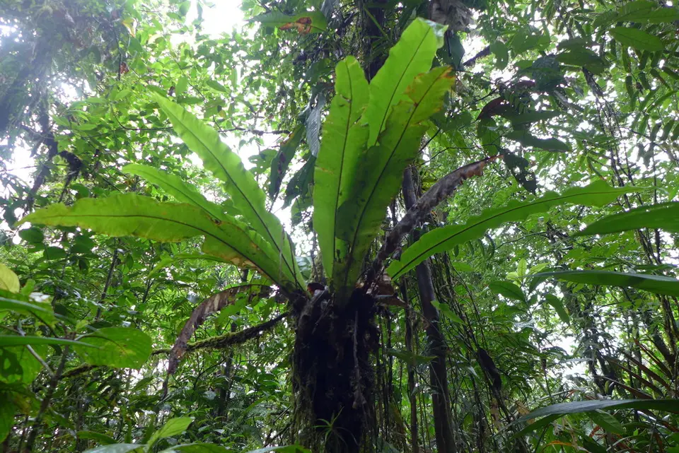 American Bird's-Nest Fern (Asplenium serratum)