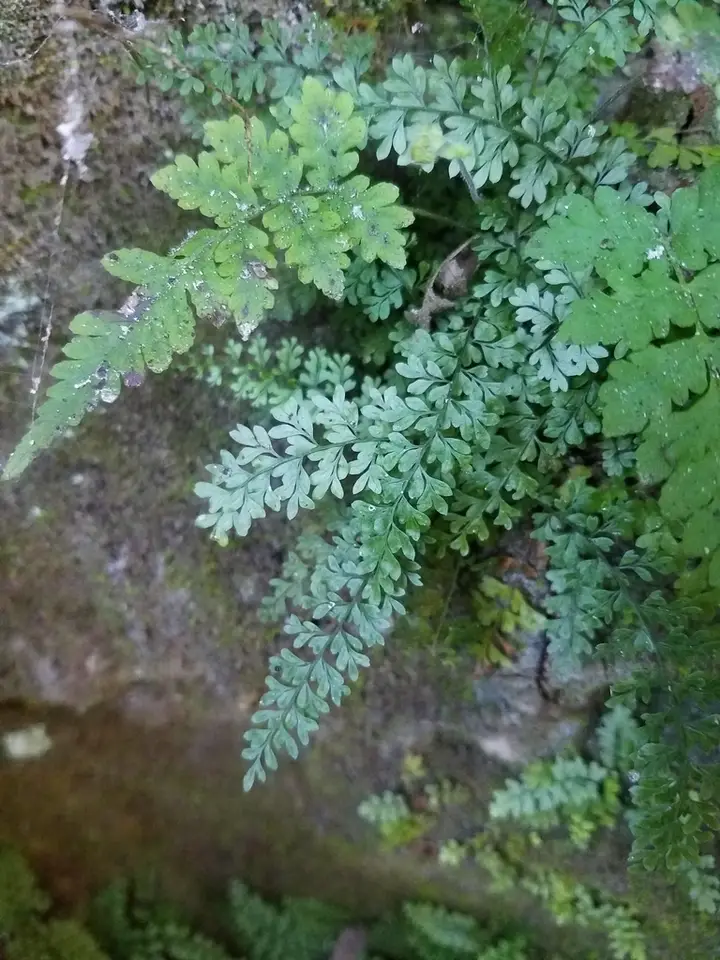 Limestone Spleenwort (Asplenium verecundum)